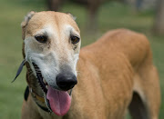 Le gustan especialmente los perros pequeños. Es muy tranquila.